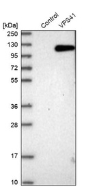 Western blot analysis in control (vector only transfected HEK293T lysate) and VPS41 over-expression lysate (Co-expressed with a C-terminal myc-DDK tag (~3.1 kDa) in mammalian HEK293T cells, LY415307).