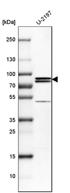 Western blot analysis in human cell line U-2197.