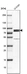 Anti-PNPLA8 Antibody