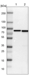 Lane 1: NIH-3T3 cell lysate (Mouse embryonic fibroblast cells)_br/_Lane 2: NBT-II cell lysate (Rat Wistar bladder tumour cells)