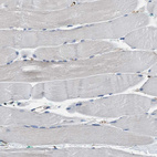 Immunohistochemical staining of human skeletal muscle shows no cytoplasmic positivity in myocytes as expected.