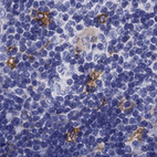 Anti-SLC46A2 Antibody