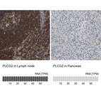 Anti-PLCG2 Antibody