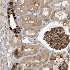 Immunohistochemical staining of human kidney shows strong cytoplasmic positivity in cells in tubules and cells in glomeruli.