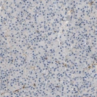 Immunohistochemical staining of human pancreas shows no positivity in exocrine glandular cells as expected.