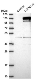 Western blot analysis in control (vector only transfected HEK293T lysate) and CCDC146 over-expression lysate (Co-expressed with a C-terminal myc-DDK tag (~3.1 kDa) in mammalian HEK293T cells, LY412242).