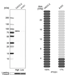 Western blot analysis in human cell lines Caco-2 and A-431 using Anti-PTCD1 antibody. Corresponding PTCD1 RNA-seq data are presented for the same cell lines. Loading control: Anti-PPIB.