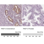 Anti-PAEP Antibody