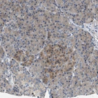 Immunohistochemical staining of human pancreas shows moderate cytoplasmic positivity in islets of Langerhans.