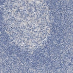 Immunohistochemical staining of human lymph node shows no cytoplasmic positivity in germinal center cells as expected.