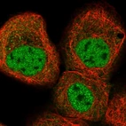 Immunofluorescent staining of human cell line A-431 shows localization to nucleoplasm.