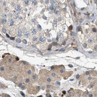Immunohistochemical staining of human testis using Anti-SERPINB5 antibody HPA020136.