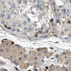 Immunohistochemical staining of human testis using Anti-SERPINB5 antibody HPA020136.
