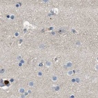 Immunohistochemical staining of human cerebral cortex using Anti-SERPINB5 antibody HPA020136.