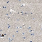 Immunohistochemical staining of human cerebral cortex using Anti-SERPINB5 antibody HPA020136.