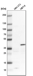 Western blot analysis in mouse cell line NIH-3T3 and rat cell line NBT-II.