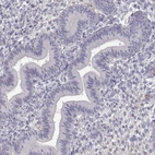 Immunohistochemical staining of human endometrium shows low expression as expected.