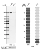 Western blot analysis in human cell lines A-431 and PC-3 using Anti-SVIL antibody. Corresponding SVIL RNA-seq data are presented for the same cell lines. Loading control: Anti-PPIB.