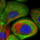 Immunofluorescent staining of human cell line A-431 shows localization to plasma membrane, cytosol & actin filaments.