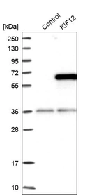 Western blot analysis in control (vector only transfected HEK293T lysate) and KIF12 over-expression lysate (Co-expressed with a C-terminal myc-DDK tag (~3.1 kDa) in mammalian HEK293T cells, LY408680).