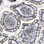 Immunohistochemical staining of human small intestine shows strong cytoplasmic positivity in glandular cells.