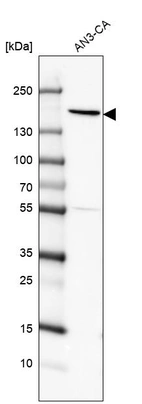 Anti-PEX1 Antibody