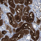 Anti-DNAAF5 Antibody