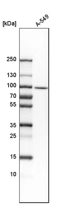 Western blot analysis in human cell line A-549.