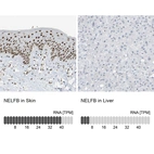 Anti-NELFB Antibody