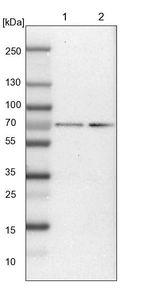 Lane 1: NIH-3T3 cell lysate (Mouse embryonic fibroblast cells)_br/_Lane 2: NBT-II cell lysate (Rat Wistar bladder tumour cells)