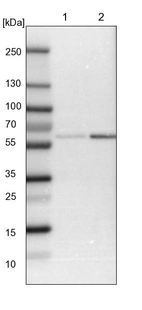 Lane 1: NIH-3T3 cell lysate (Mouse embryonic fibroblast cells)_br/_Lane 2: NBT-II cell lysate (Rat Wistar bladder tumour cells)