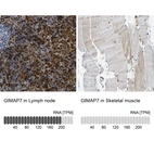 Anti-GIMAP7 Antibody