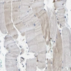 Immunohistochemical staining of human skeletal muscle shows low expression as expected.