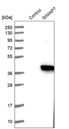 Western blot analysis in control (vector only transfected HEK293T lysate) and GIMAP7 over-expression lysate (Co-expressed with a C-terminal myc-DDK tag (~3.1 kDa) in mammalian HEK293T cells, LY407160).
