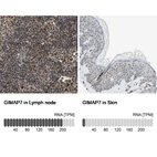 Anti-GIMAP7 Antibody