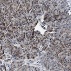 Immunohistochemical staining of human pancreas shows low expression as expected.