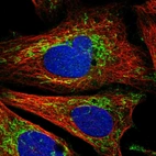 Immunofluorescent staining of human cell line U-2 OS shows localization to mitochondria.