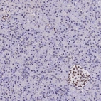 Immunohistochemical staining of human pancreas shows strong nuclear positivity in Langerhans cells, exocrine pancreas was negative as expected