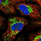 Immunofluorescent staining of human cell line U-2 OS shows localization to mitochondria.