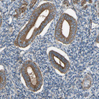 Immunohistochemical staining of human endometrium shows moderate cytoplasmic and membranous positivity in glandular cells.