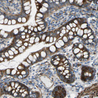 Immunohistochemical staining of human small intestine shows strong cytoplasmic positivity in glandular cells.