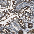 Immunohistochemical staining of human small intestine shows strong cytoplasmic positivity in glandular cells.