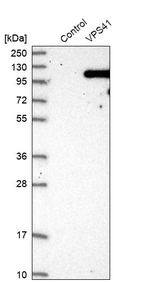 Western blot analysis in control (vector only transfected HEK293T lysate) and VPS41 over-expression lysate (Co-expressed with a C-terminal myc-DDK tag (~3.1 kDa) in mammalian HEK293T cells, LY415307).