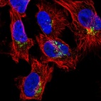 Immunofluorescent staining of human cell line U-251 MG shows localization to the Golgi apparatus.