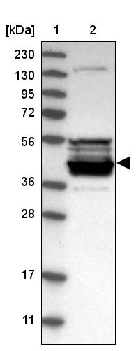 Anti-CPA5 Antibody