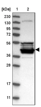Anti-CPA5 Antibody