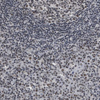 Immunohistochemical staining of human tonsil shows moderate to strong nuclear positivity in non-germinal center cells.