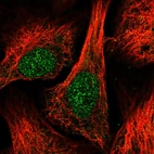 Immunofluorescent staining of human cell line U-2 OS shows localization to nucleoplasm.
