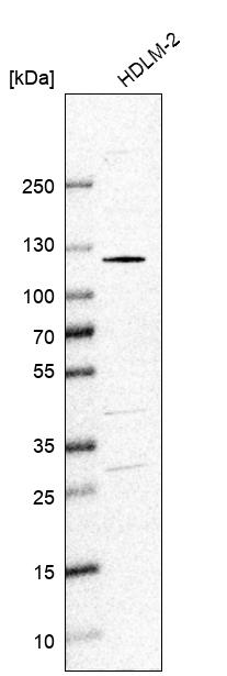 Anti-SMARCAL1 Antibody