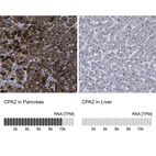 Anti-CPA2 Antibody